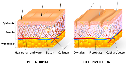 piel normal vs piel envejecida